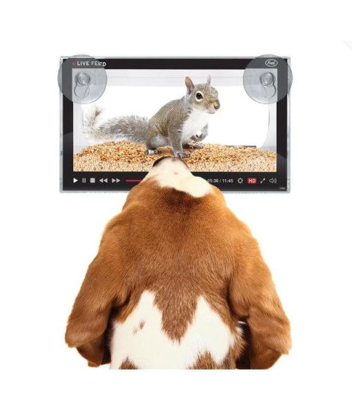 Mangeoire pour oiseaux ''Live Feed''